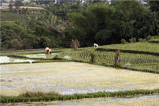 thống kê xổ số phú yên