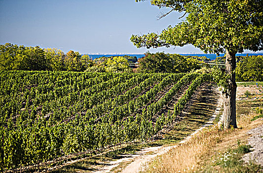 cau lo ve ca cap